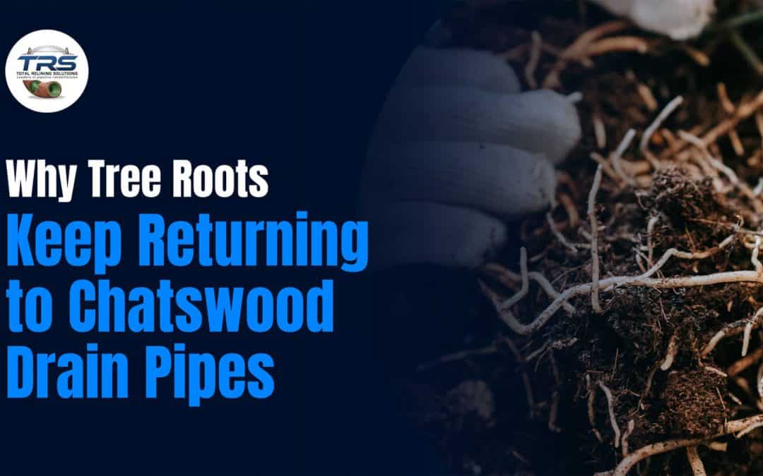 Why Tree Roots Keep Returning to Chatswood Drain Pipes