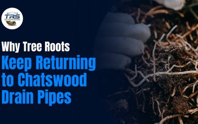 Home 1 Why tree roots keep returning to chatswood drain pipes